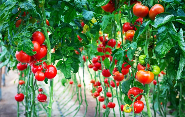 Add-Potassium-to-Tomato-Plants