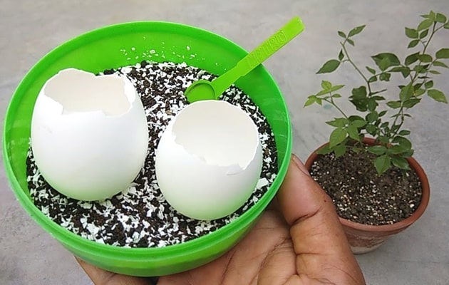 How-to-Use-Eggshells-for-Houseplants